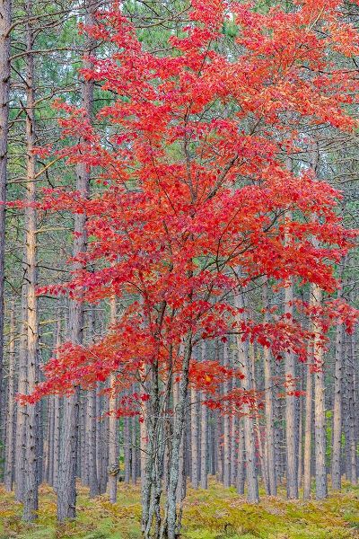 Red Maple tree in pine forest in fall-Alger County-Michigan